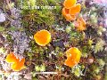 Neottiella rutilans-amf2250